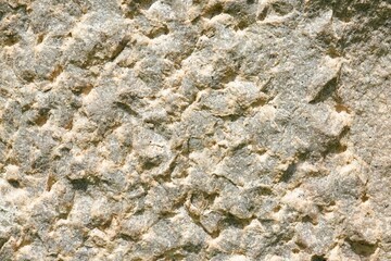Macro photo of the shell of a large rock