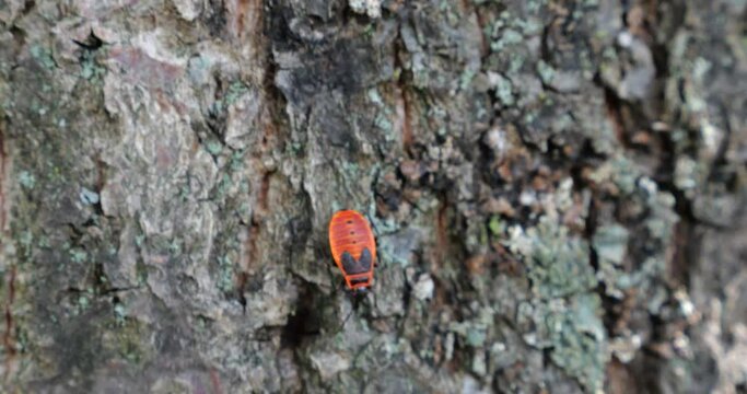 The firebug, Pyrrhocoris apterus, is a common insect of the family Pyrrhocoridae. Shooting macro.