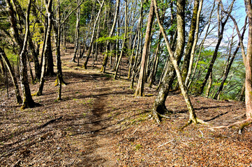 丹沢の水晶沢ノ頭　新緑の甲相国境尾根と富士山
丹沢　甲相国境尾根　水晶沢ノ頭より右に富士山
