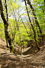 丹沢の甲相国境尾根　モロクボ沢ノ頭　新緑の森と大室山
