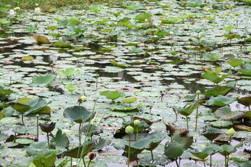Obraz na płótnie Canvas lotus pond 