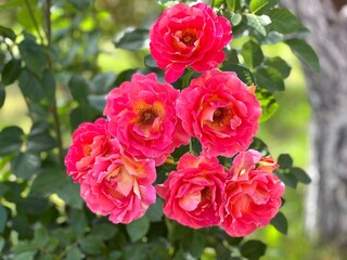 Roses pink beautiful flowers shrub in garden.