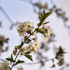 A square photo of a blossoming cherry branch against a bright sky