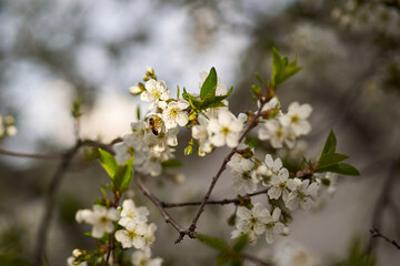 A close-up of a branch of a blooming cherry on a background of defocused tree leaves