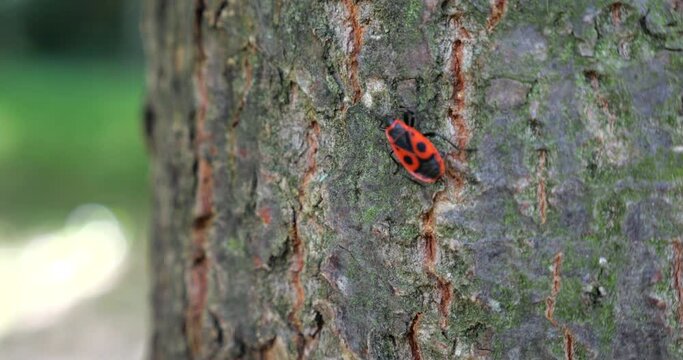 The firebug, Pyrrhocoris apterus, is a common insect of the family Pyrrhocoridae. Shooting macro.