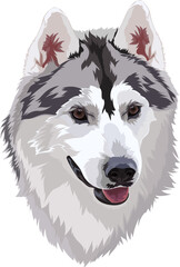 Husky portrait. Dog vector illustration