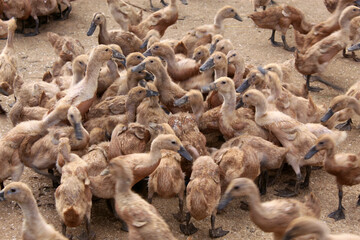 ducklings eat together when they are about to be fed