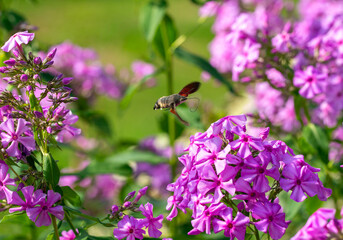 Hummingbird hawk-moth flying to the flowers on a sunny day. Macro shot of a flying small colibri.