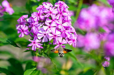 Hummingbird hawk-moth flying to the flowers on a sunny day. Macro shot of a flying small colibri.