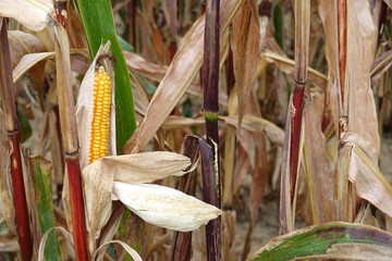 Epi de maïs dans un champ