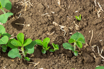 Agricultural soy plantation on sunny day - Green growing soybeans plant against sunlight