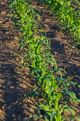 Young Green wheat seedlings growing in a soil field. Close up on sprouting rye agricultural on a field in sunset