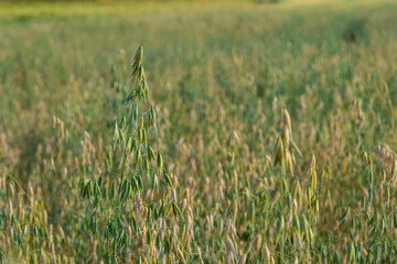 Avena sativa, Common oat, cereal grain grown for human consumption as oatmeal and rolled oat