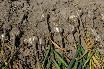 The dug-out garlic is dried on a garden bed on a summer day