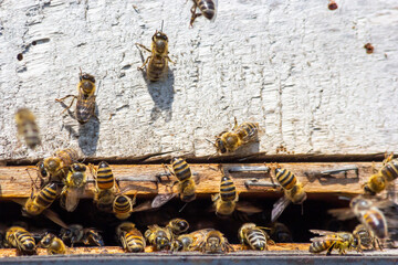 Fototapeta na wymiar swarm of honey bees flying around beehive. Bees returning from collecting honey fly back to the hive. Honey bees on home apiary, apiculture concept