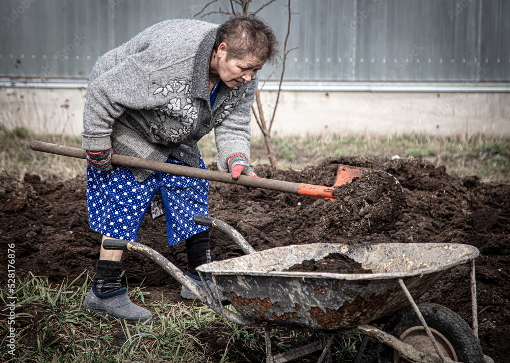 Wall mural a woman with a shovel digs manure in a vegetable garden