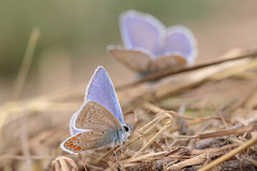 Two male common blue butterflies (Polyommatus icarus) sitting on rotton straw,