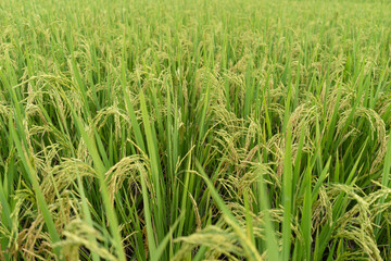 Green Terraced Rice Field. rice is growing in the field background