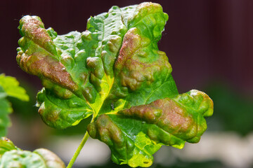 Branch of fruit tree with wrinkled leaves affected by black aphid. Cherry aphids, black fly on...