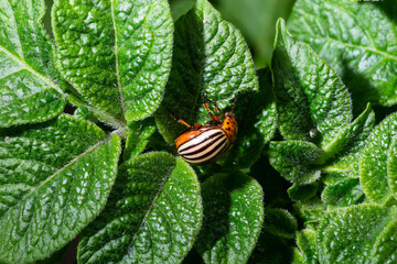 Colorado Potato Striped Beetle - Leptinotarsa Decemlineata Is A Serious Pest Of Potatoes plants