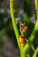 Colorado potato beetle - Leptinotarsa decemlineata on potato bushes. Pest of plants and agriculture. Treatment with pesticides. Insects are pests that damage plants