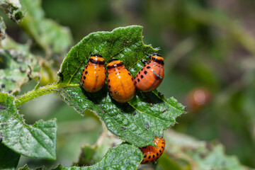 potato cultivation destroyed by larvae and beetles of Colorado potato beetle, Leptinotarsa decemlineata, also known as the Colorado beetle, the ten-striped spearman, the ten-lined potato beetle