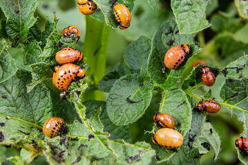 potato cultivation destroyed by larvae and beetles of Colorado potato beetle, Leptinotarsa decemlineata, also known as the Colorado beetle, the ten-striped spearman, the ten-lined potato beetle