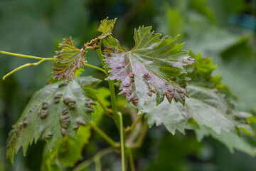 Grapevine leaves with Erinosis, a disease of the mite Colomerus vitis.