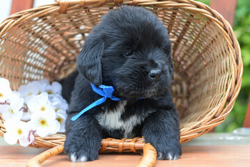 Newfaundland puppy sits in a basket