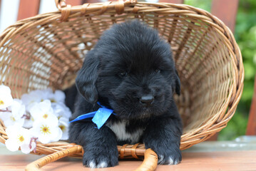 Newfaundland puppy sits in a basket