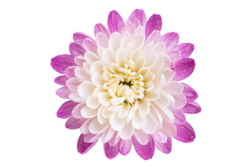 chrysanthemum isolated