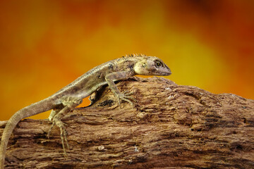 Common garden lizard molting on the tree during summer season. Selective focus with copy space