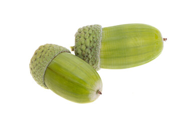 green acorns isolated