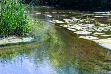 seaweed in the river in summer, sunny day. top view