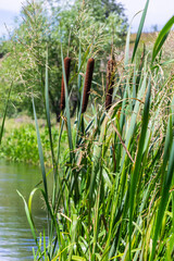 Obraz premium Typha latifolia, Common Bulrush. Broadleaf Cattail, blackamoor flag. mace reed water-torch