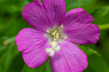 Epilobium hirsutum, great hairy willowherb closeup, soft focus