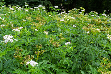 In the wild, elderberry herbaceous Sambucus ebulus blooms in summer