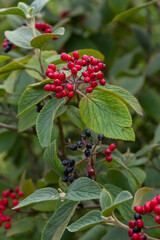The fruit Viburnum lantana. Is an green at first, turning red, then finally black, wayfarer or wayfaring tree is a species of Viburnum