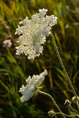 Daucus carota inflorescence, showing umbellets. White small flowers on garden. Blooming vegetables in the garden