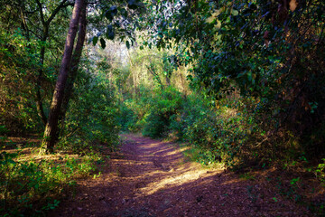 Dirt road between lush plants in the enchanted forest with lightning coming through the leaves.