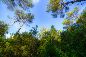 Treetops in a leafy forest clearing on a clear day with blue sky.