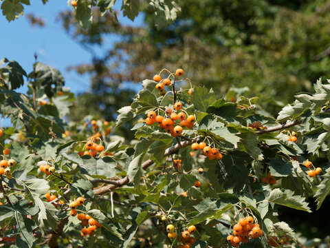 (Karpatiosorbus x hybrida)  Sorbier hybride ou sorbier confus à fructification  rouge orangé