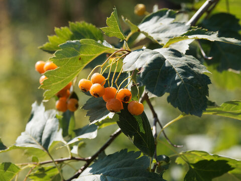 (Karpatiosorbus x hybrida)  - Sorbier hybride ou sorbier confus à fructification  rouge orangé