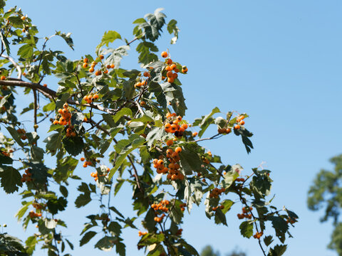 (Karpatiosorbus x hybrida)  Sorbier hybride ou sorbier confus &agrave; fructification  rouge orang&eacute;