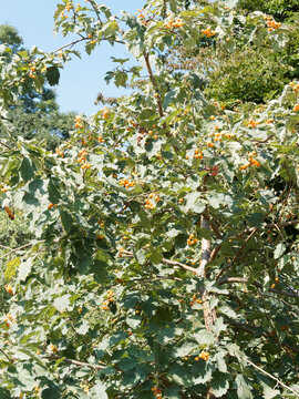 (Karpatiosorbus x hybrida) Sorbier hybride ou confus. Arbrisseau à petits fruits oblongs, charnues rouge orangé dans un feuillage lobé, penné et dentelé