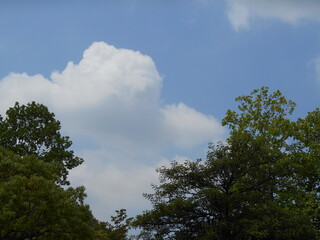 空と雲と木