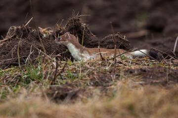 Hermelin (Mustela erminea) im Winterfell