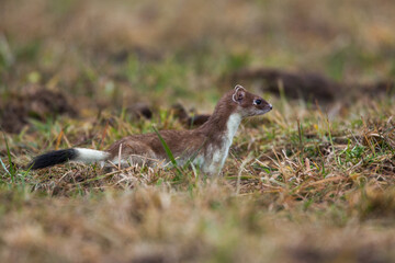 Hermelin (Mustela erminea) im Winterfell