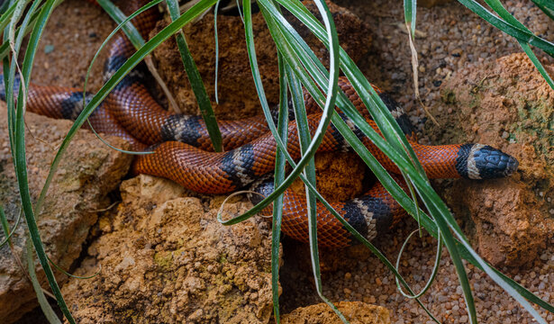 Tropical Scarlet-Kingsnake, Milk Snake (Lampropeltis triangulum)