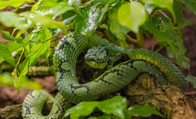 Sri Lankan green pitviper (Trimeresurus trigonocephalus), portrait, endemic to Sri Lanka
